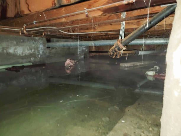 Best Mold removal after water damage  in Pendleton, IN